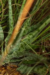 Ledebouria inquinata