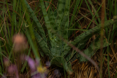 Ledebouria inquinata