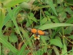 Acraea orestia