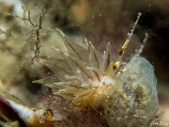 Amphorina linensis