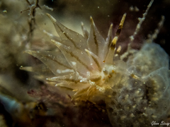 Amphorina linensis
