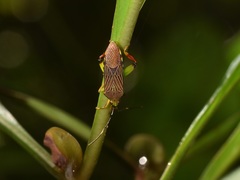 Melucha dilatata