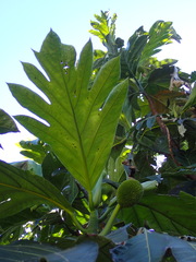 Artocarpus camansi
