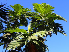 Artocarpus camansi
