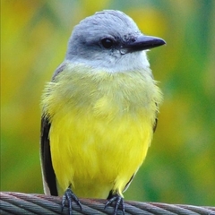 Tyrannus melancholicus