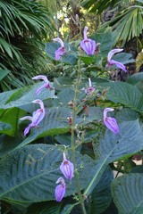 Brillantaisia