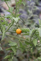 Solanum lycopersicum