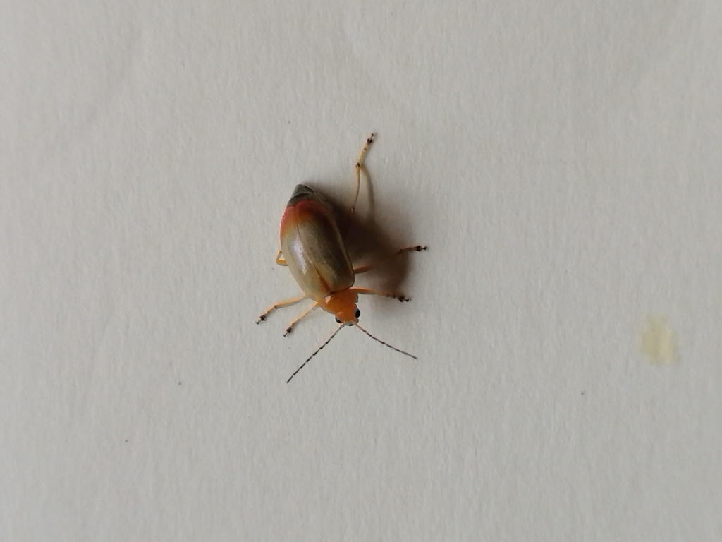 Candezea haematura