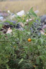 Solanum lycopersicum