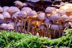 Mycena tintinnabulum