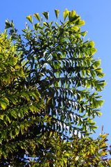 Caryota no
