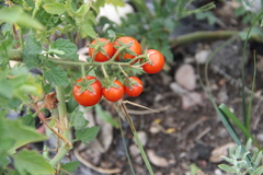 Solanum lycopersicum