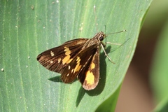 Pardaleodes sator sator