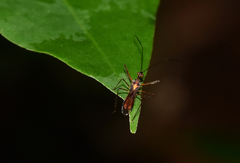 Graptocleptes