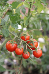 Solanum lycopersicum