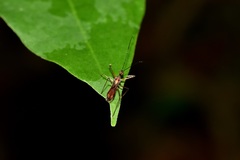 Graptocleptes