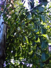Caryota obtusa