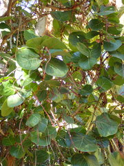 Coccoloba uvifera