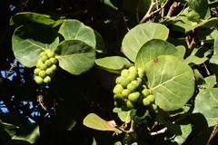 Coccoloba uvifera