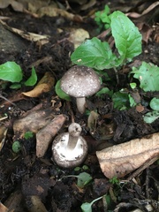 Agaricus