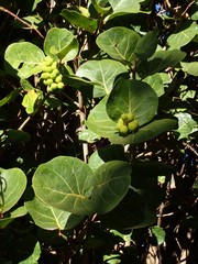 Coccoloba uvifera