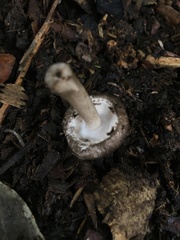 Agaricus