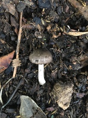 Agaricus