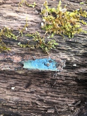 Byssocorticium atrovirens