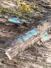 Byssocorticium atrovirens