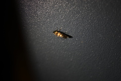 Phyllonorycter lonicerae