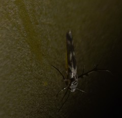 Stathmopoda melanochra