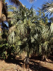 Coccothrinax spissa