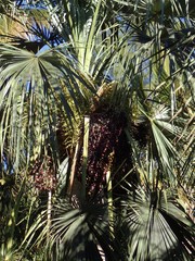 Coccothrinax spissa