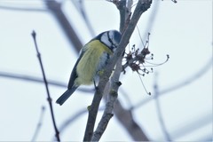 Cyanistes caeruleus