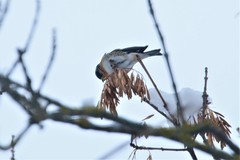 Fringilla montifringilla