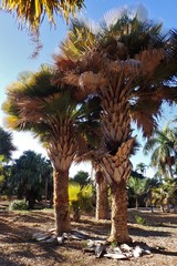 Copernicia baileyana