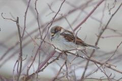 Passer domesticus