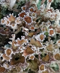 Cladonia cenotea