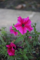 Petunia × atkinsiana