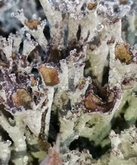 Cladonia cenotea