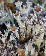 Cladonia cenotea