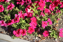 Petunia × atkinsiana