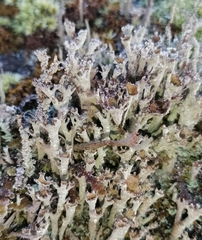 Cladonia cenotea