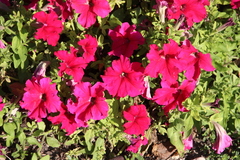 Petunia × atkinsiana