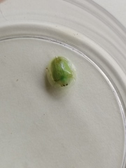 Aspidimorpha siticulosa