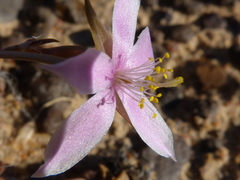 Anacampseros retusa