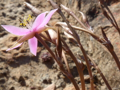 Anacampseros retusa