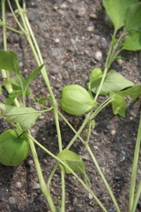 Physalis ixocarpa