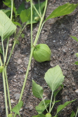 Physalis ixocarpa