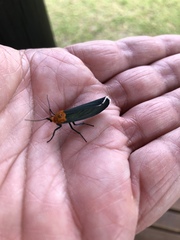 Apistosia judas